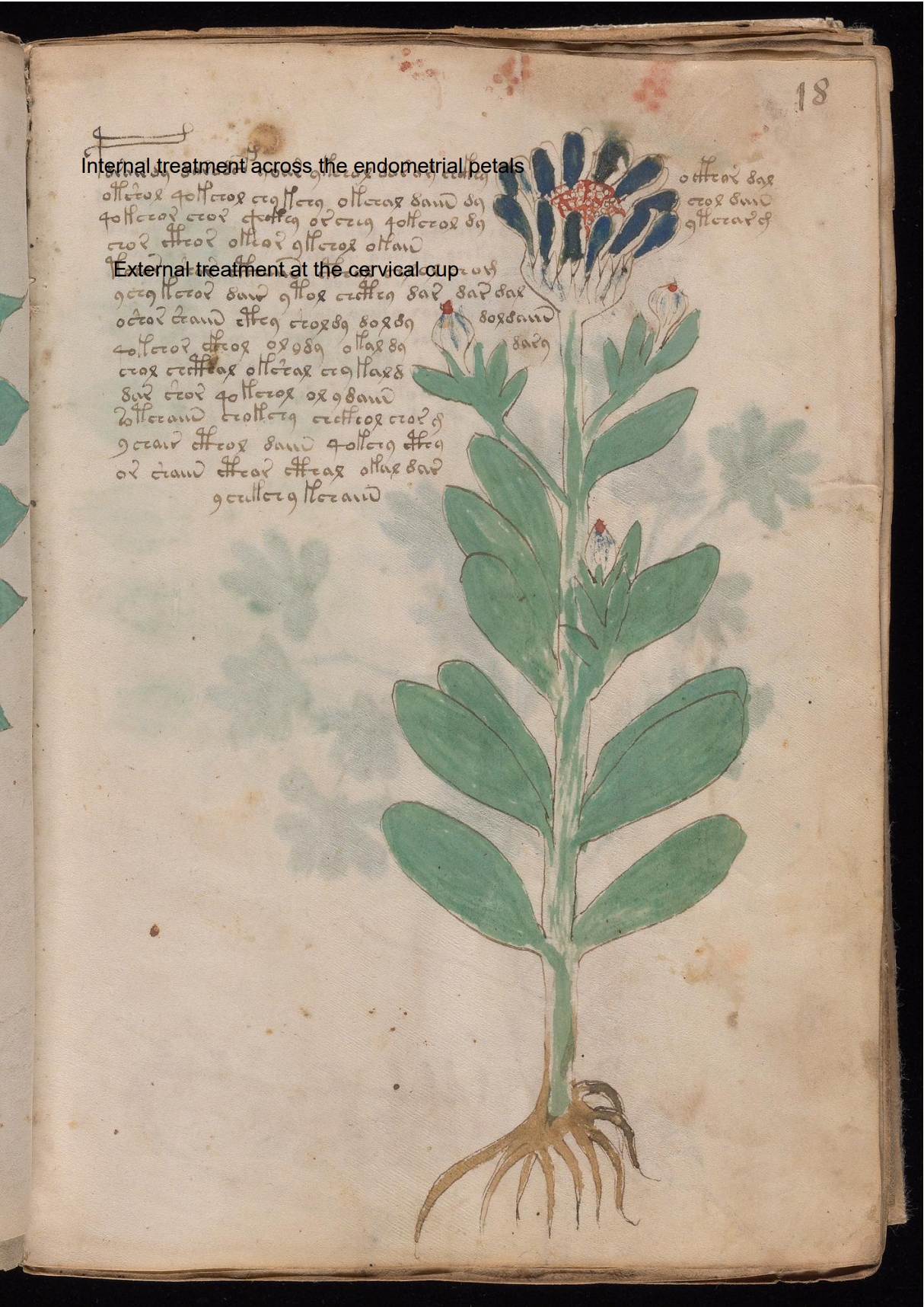 Secondary labelled diagram of Folio 18r